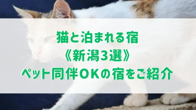 猫と泊まれる宿《新潟3選》ペット同伴OKの宿をご紹介！