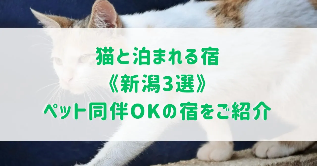 猫と泊まれる宿《新潟3選》ペット同伴OKの宿をご紹介！